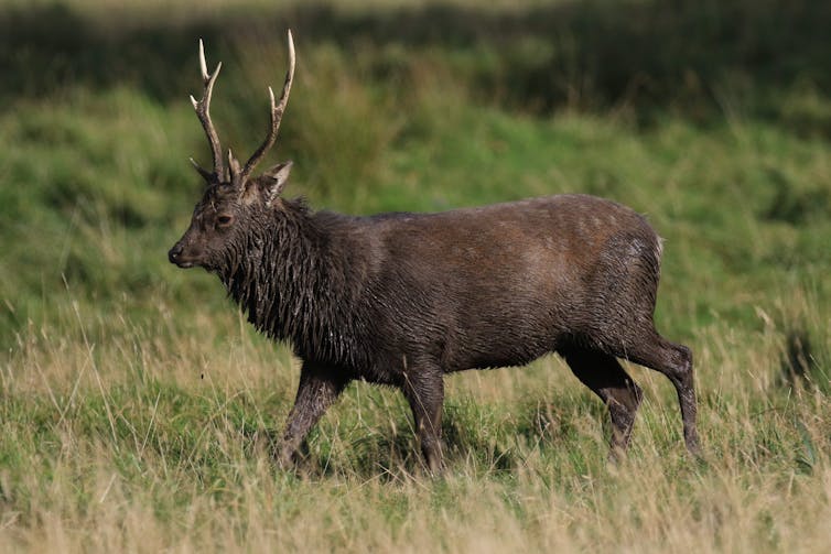 A brown deer with antlers lumbers through grass.