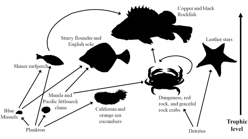 Microplastics might be entering marine food webs from the bottom up ...