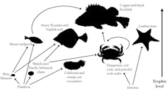 A graphical representation of fish and other sea animals analyzed for microplastic content.