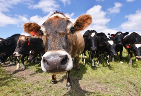 A new farming proposal to reduce carbon emissions involves a lot of trust – and a lot of uncertainty