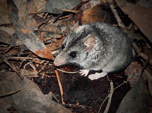 This critically endangered marsupial survived a bushfire – then along came the feral cats