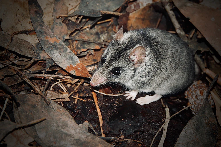 small furry animal in leaves