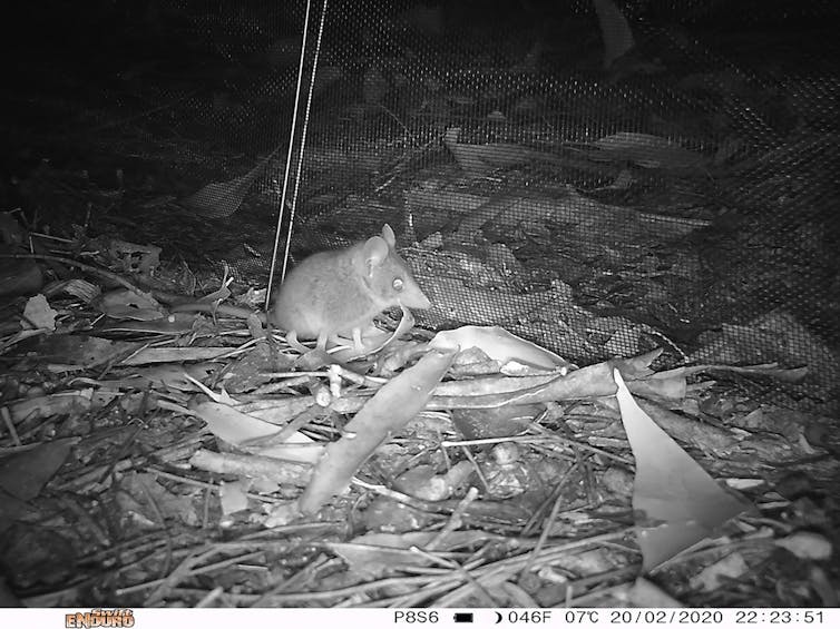 small furry animal in leaves