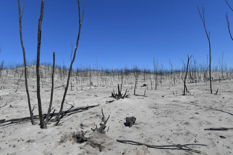 landscape turned to ash after fire