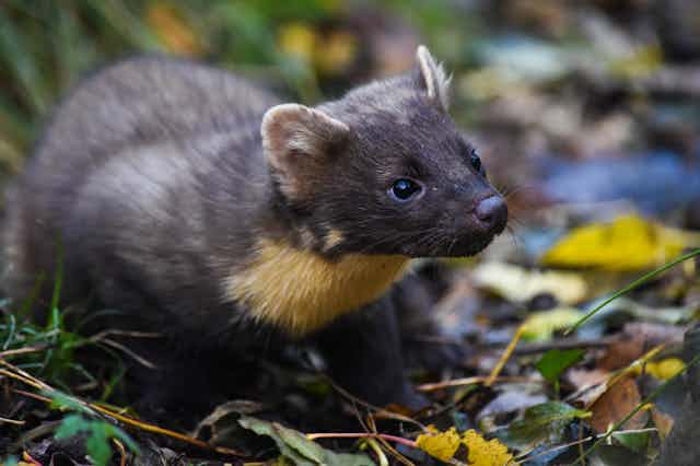 A brown ferret-like animal with a yellow chest.