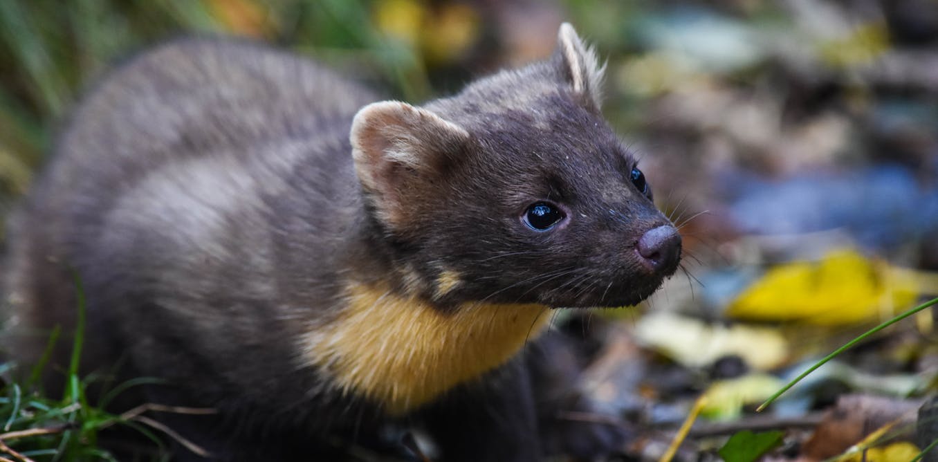 Restoring native predators can control invasive species – if they pass these tests Restoring native predators can control invasive species – if they pass these tests