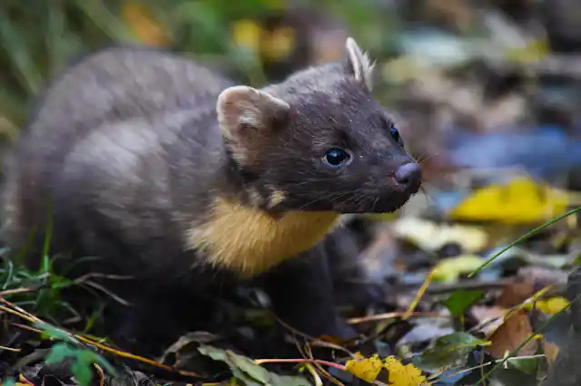 Restoring native predators can control invasive species – if they pass ...