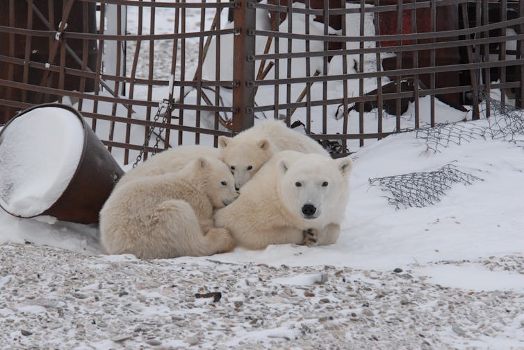 A mother polar bear and two cubs snuggle near a metal gate and trash can.
