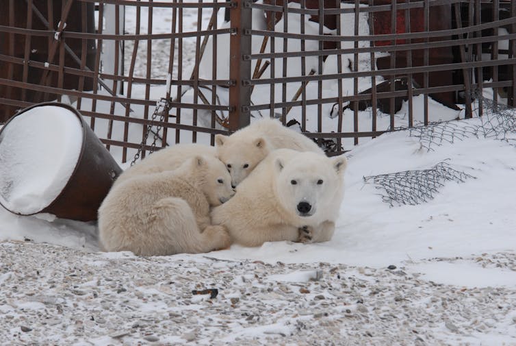 Human garbage is a plentiful but dangerous source of food for polar bears finding it harder to hunt seals on dwindling sea ice