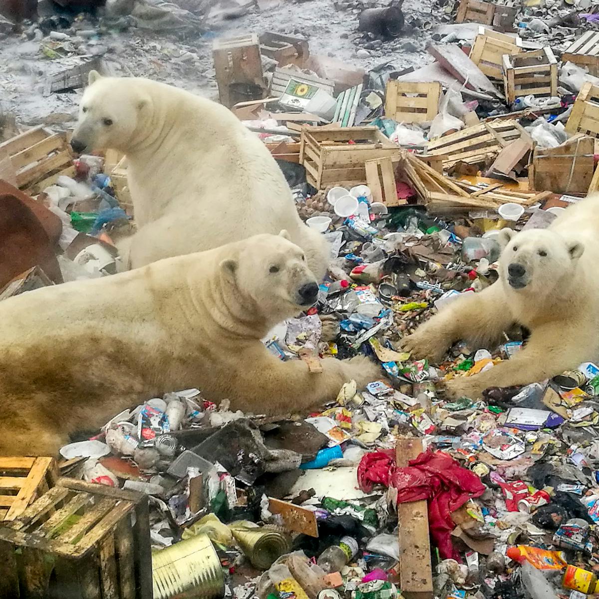 Human garbage is a plentiful but dangerous source of food for polar bears  finding it harder to hunt seals on dwindling sea ice