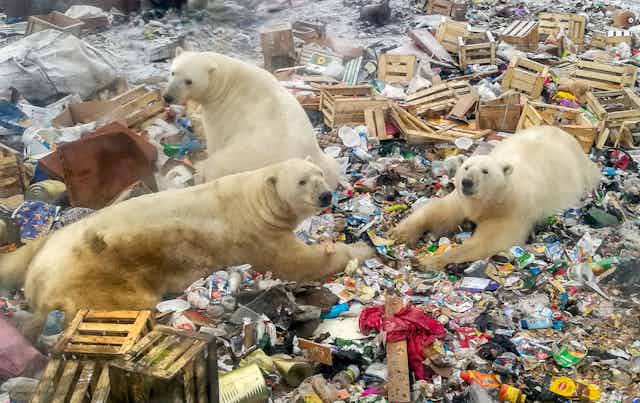 Three polar bear amidst a huge pile of garbage.