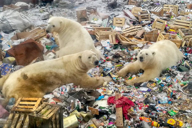 Three polar bear amidst a huge pile of garbage.