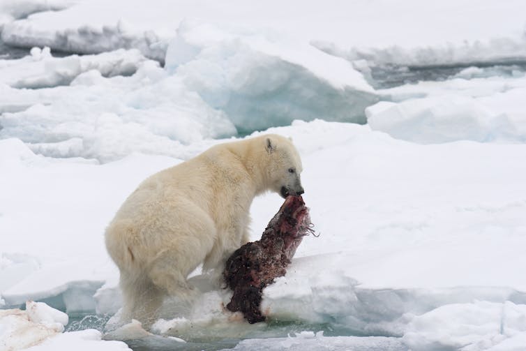 A polar bear on ice with a seal carcass in its mouth.