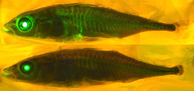 a scientific image of two fish, one above the other, with the top one glowing green in places