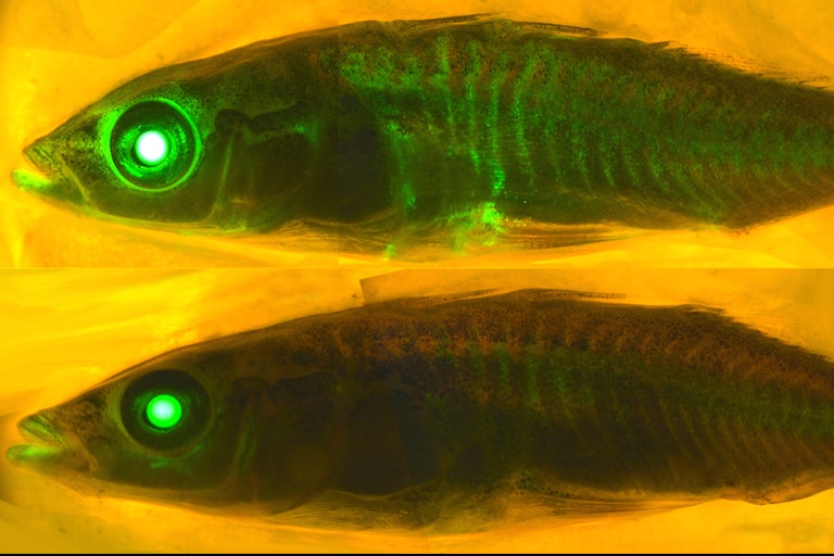 a scientific image of two fish, one above the other, with the top one glowing green in places