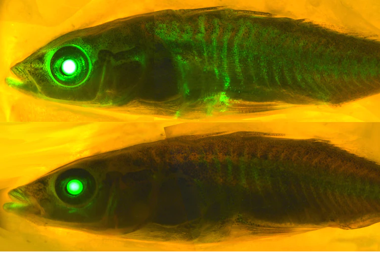 a scientific image of two fish, one above the other, with the top one glowing green in places