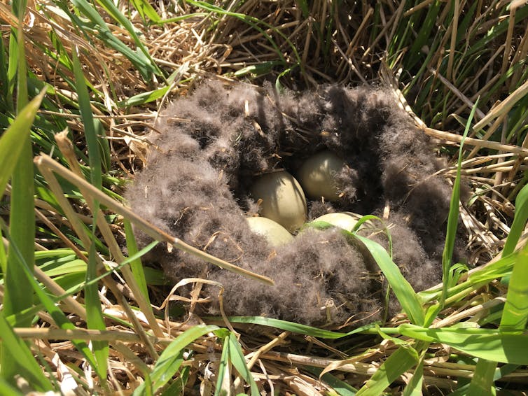 Common Eider Nest