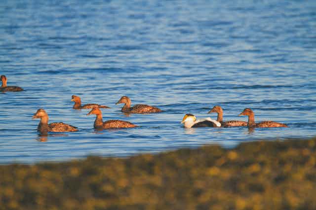 Several brownish ducks and one white, grey and black duck, swim near shore.