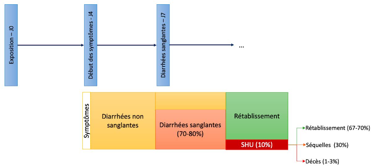 Aliments contaminés par la bactérie E. coli : quels effets sur la santé ...