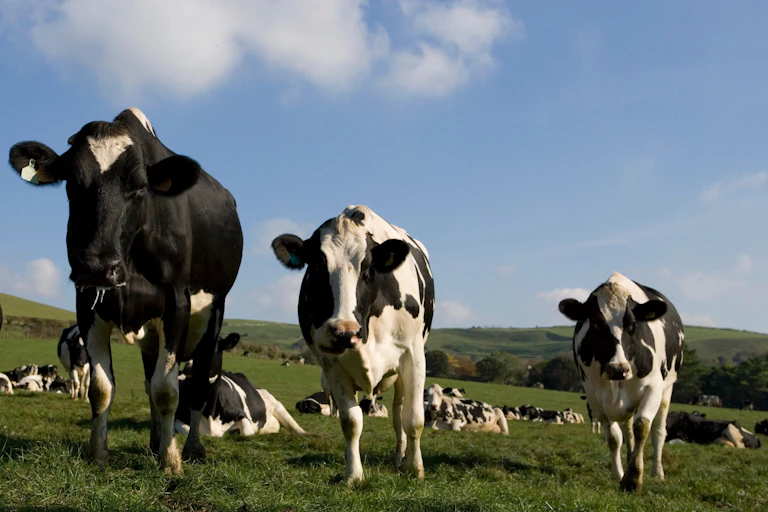 Cows in a field.