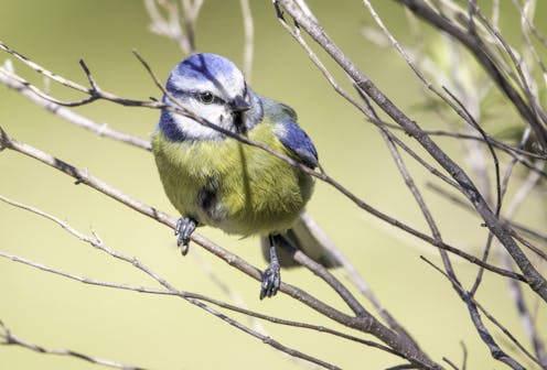 El cambio climático está robando el color a las aves
