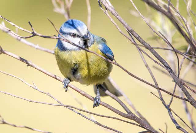 El cambio climático está robando el color a las aves