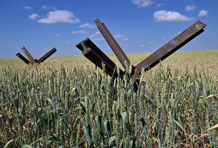 Large clusters of metal bars protrude upward among wheat stalks.