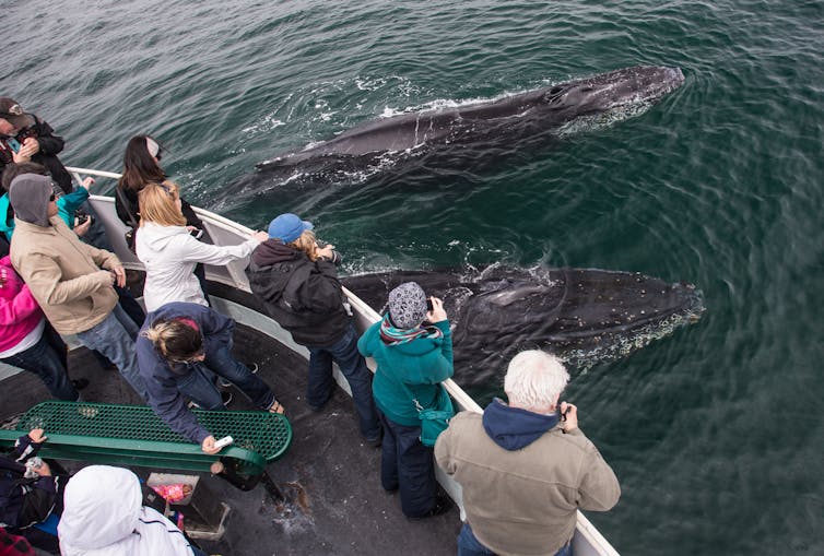 People taking photos of humpback whales from the side of a boat.