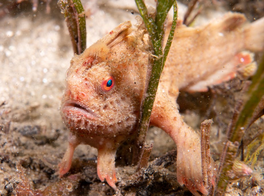 A red handfish nestled in seaweed