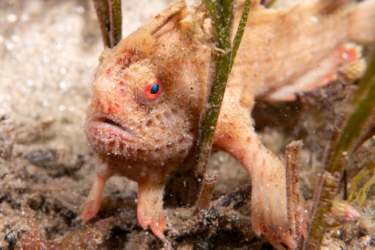 A red handfish nestled in seaweed