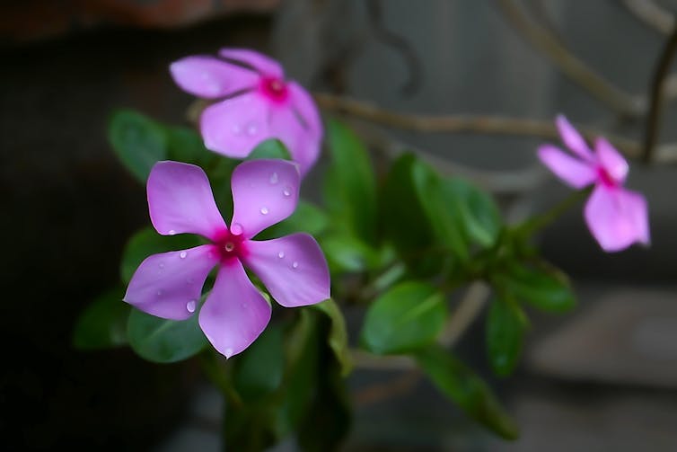 Catharanthus roseus, commonly known as bright eyes, Cape periwinkle, graveyard plant, Madagascar periwinkle. Shutterstock