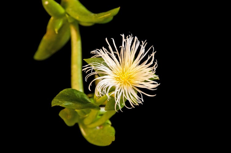 Sceletium tortuosum or Kanna blooming. Shutterstock