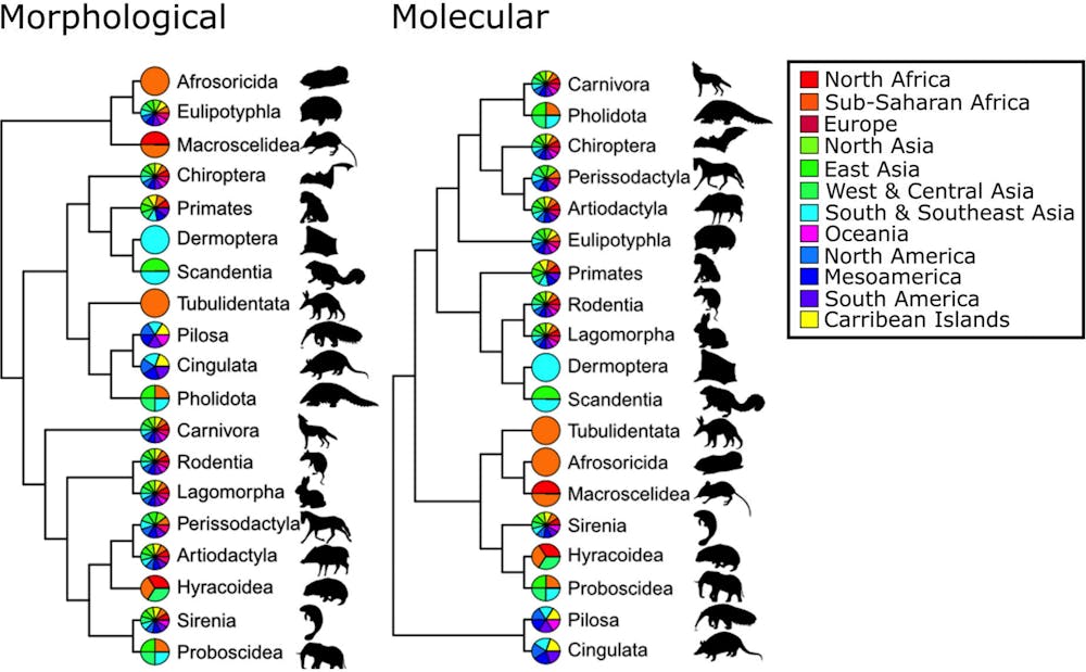 evolution tree mammals