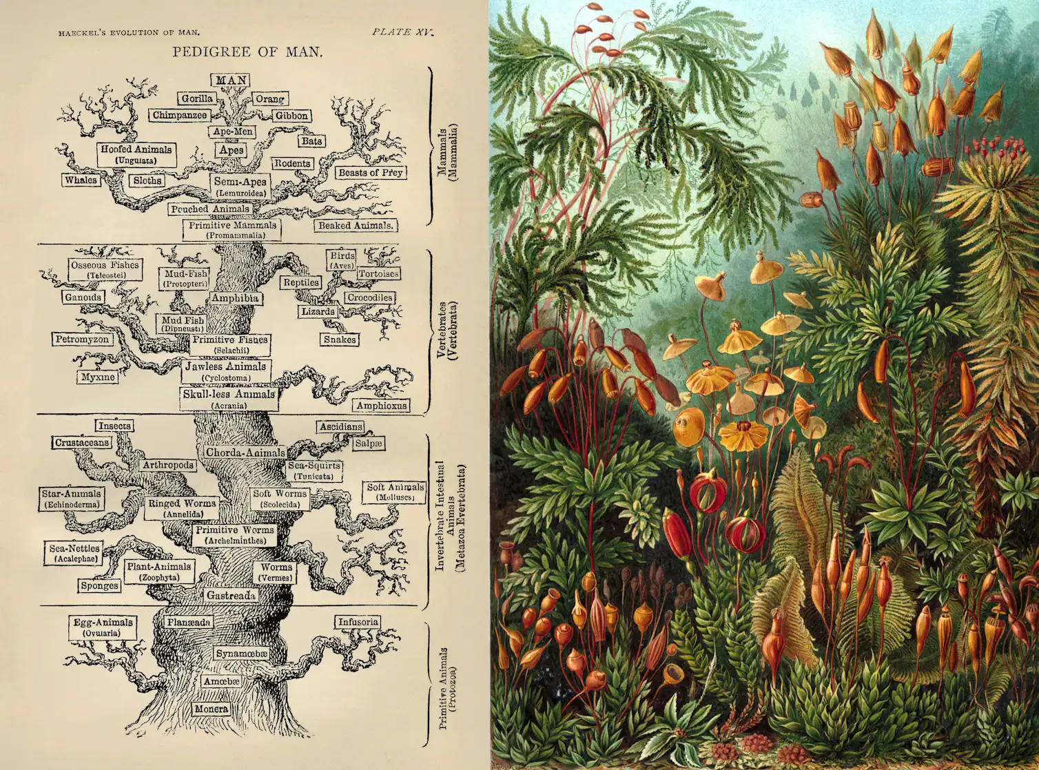 Evolutionary tree of life: modern science is showing how we got so much ...