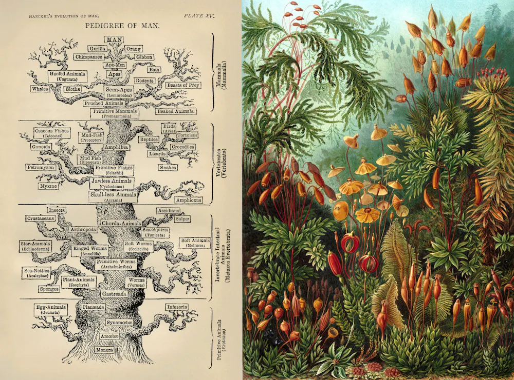 Evolutionary Tree