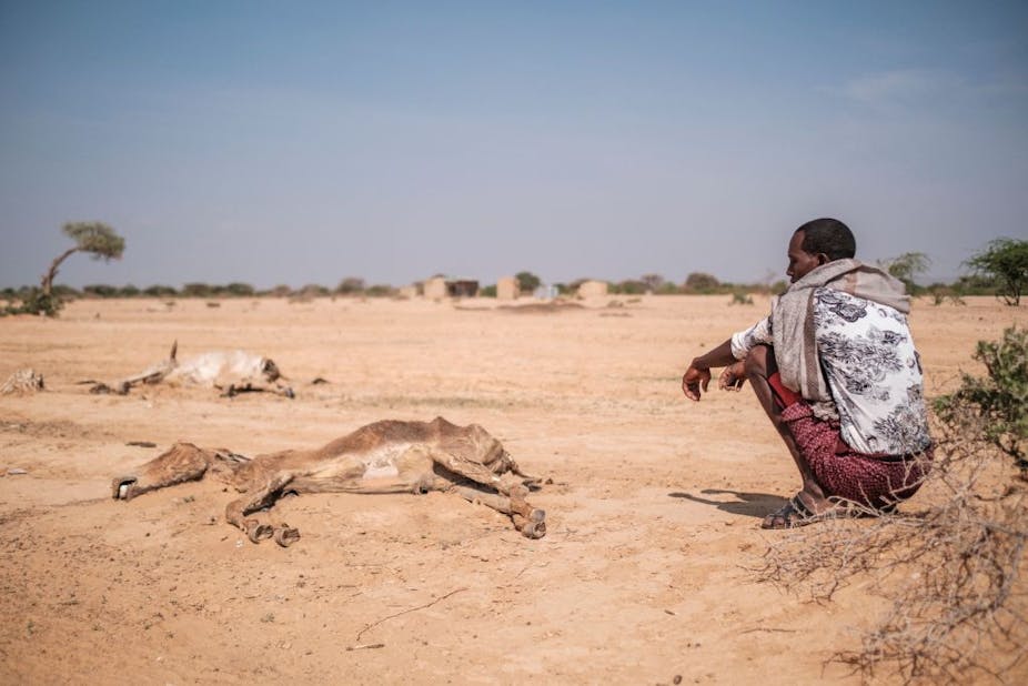 A man sits next to dead livestock in the village of Hargududo, Ethiopia. 