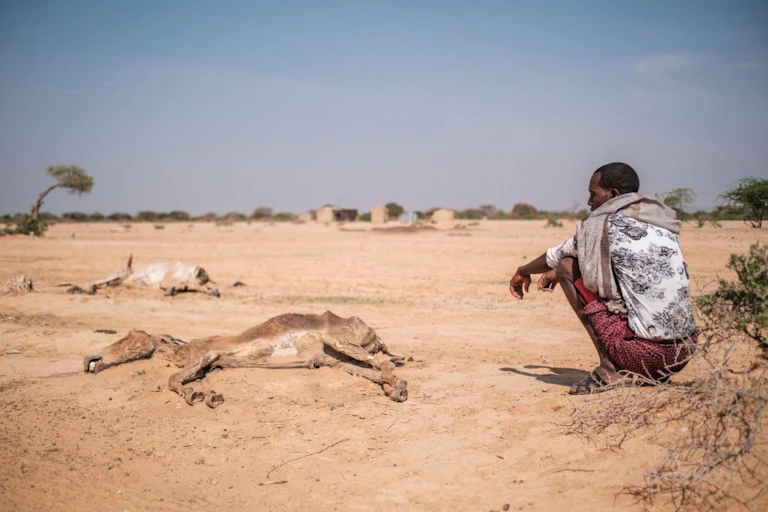 A man sits next to dead livestock in the village of Hargududo, Ethiopia.