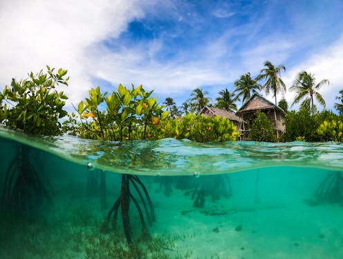 After decades of loss, the world's largest mangrove forests are set for a comeback