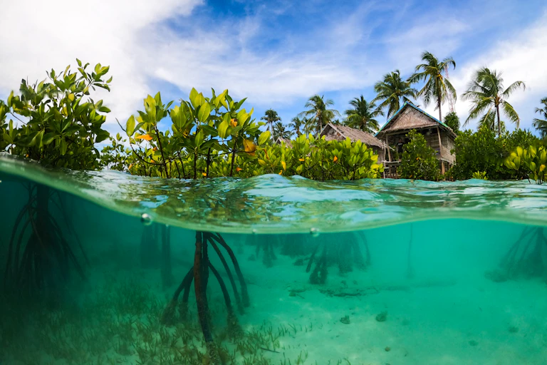 mangroves Indonesia