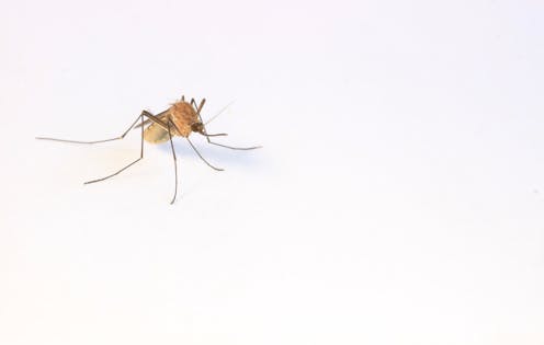Where do all the mosquitoes go in the winter?