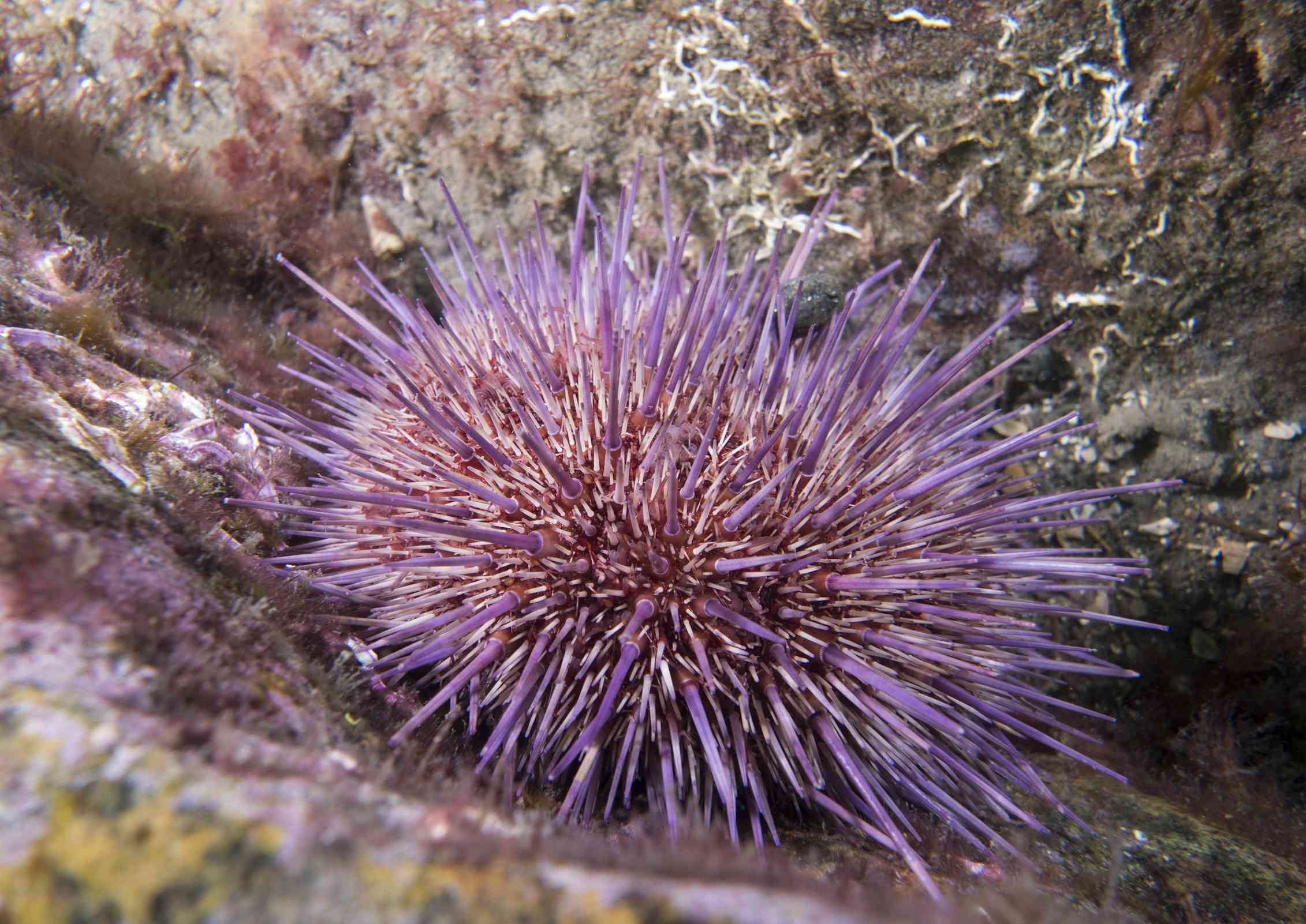 Пурпурный морской ёж