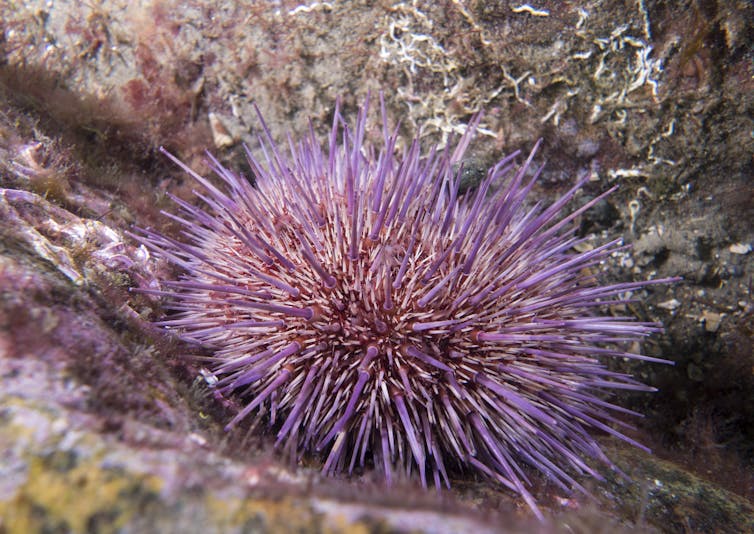 A close-up shot of a purple urchin