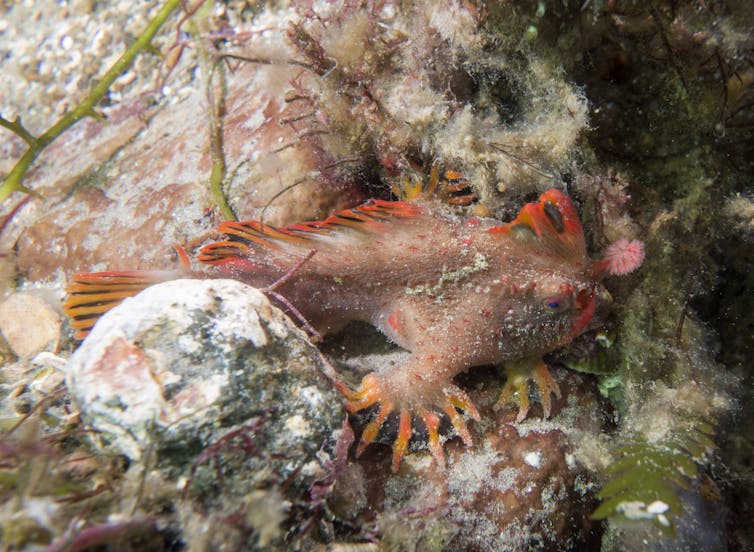 A close-up shot of a red handfish tucked under algae