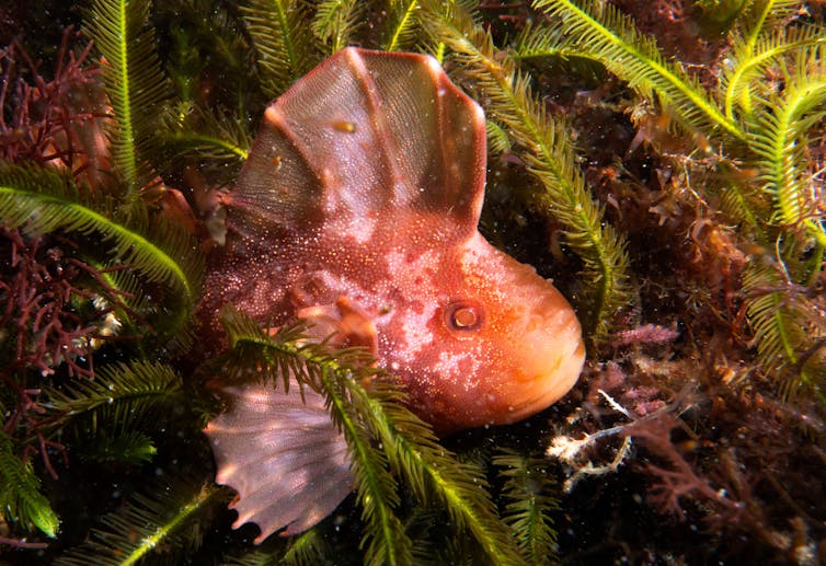 A close-up of a red velvet fish sitting among seaweed and coral