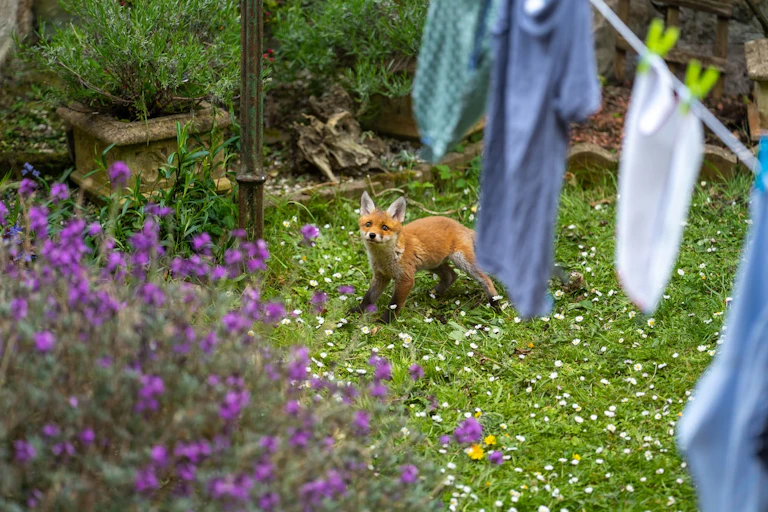 Photo d’un renard dans un jardin.