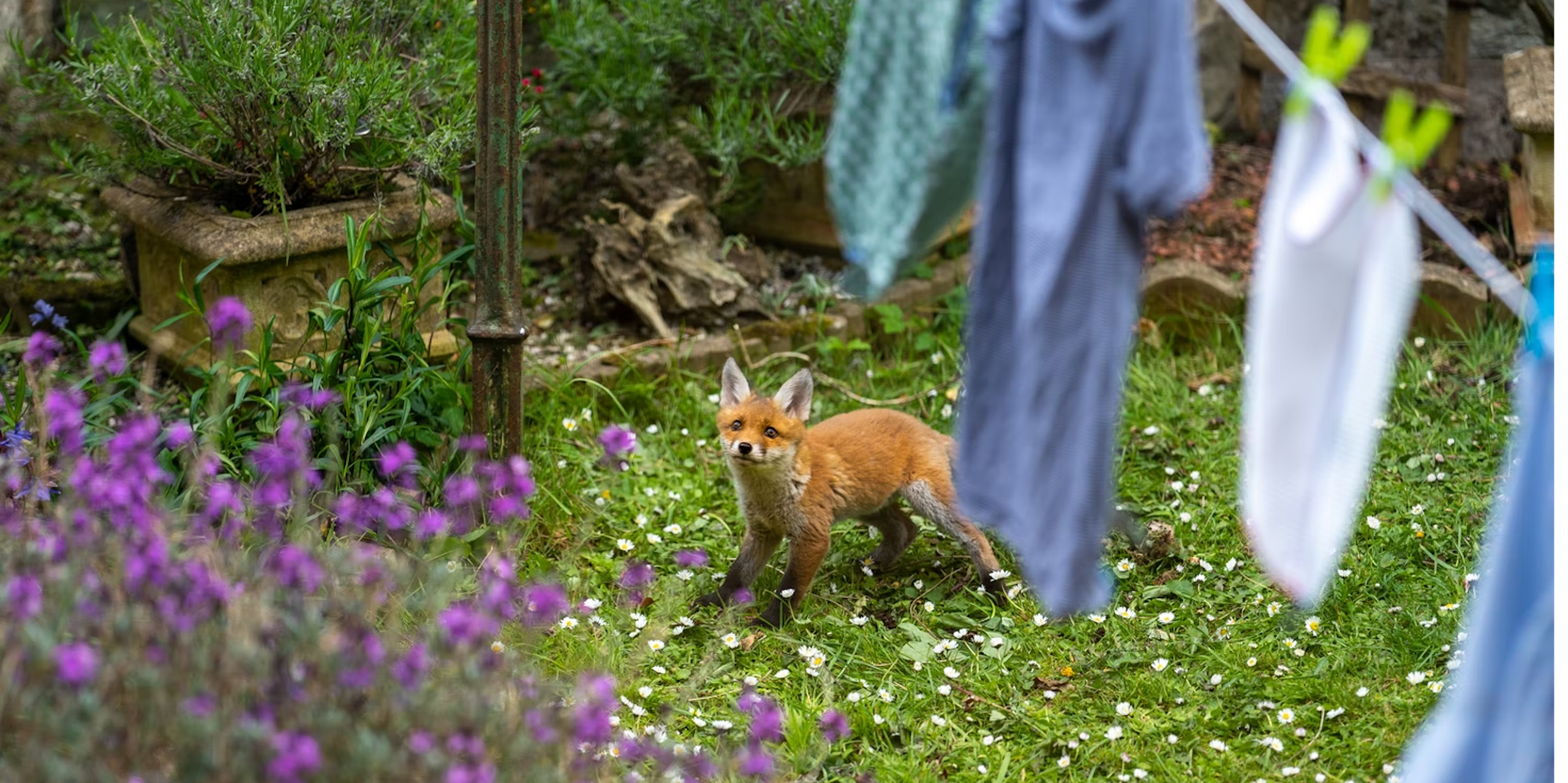 Photo d’un renard dans un jardin.