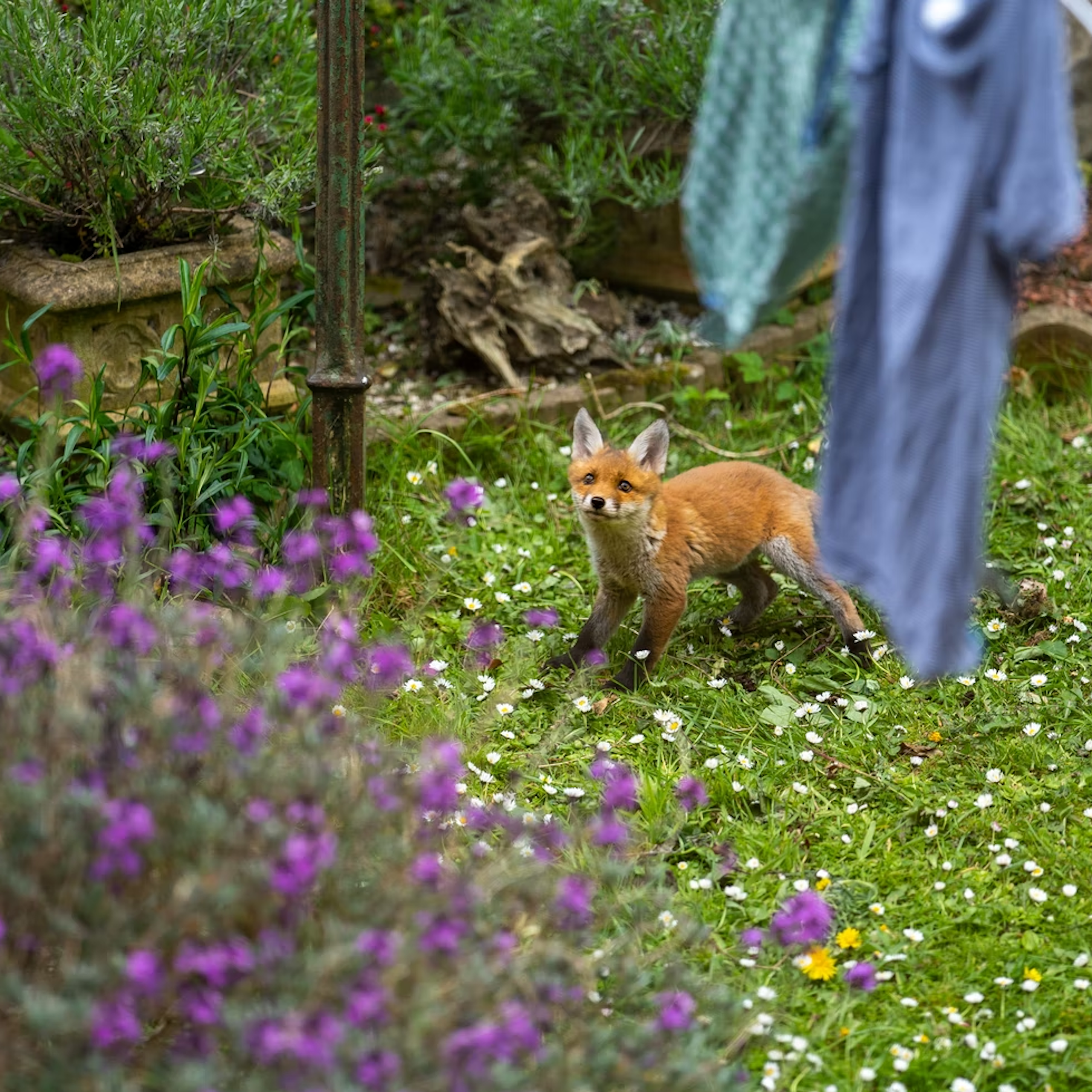 Photo d’un renard dans un jardin.