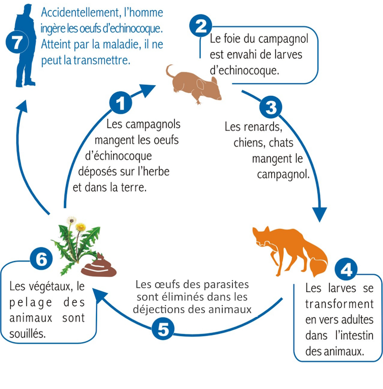 Infographie du cycle du parasite Echinococcus multilocularis