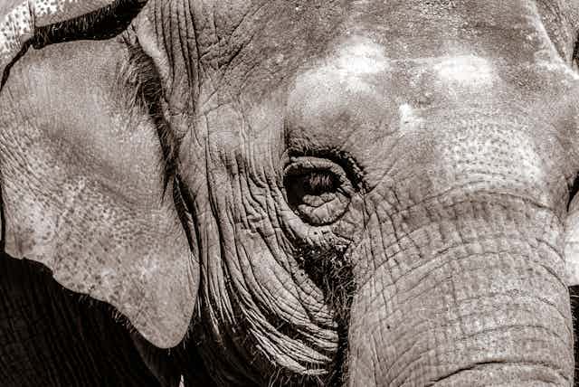 A close-up image of an elephant's face.