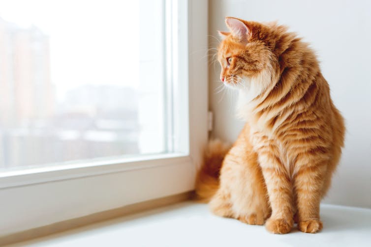 Un chat roux regardant par la fenêtre.